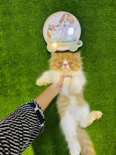 Peki face kittens