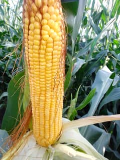 Taj Silage Company Whatsapp 0344 7995598