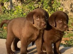 labrador