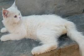 percian male adult
