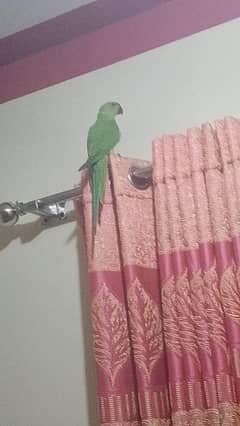 parrot