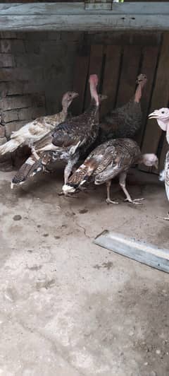 Turkey