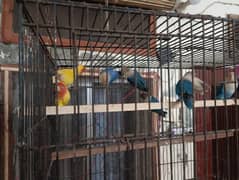 love birds Breeders Pair