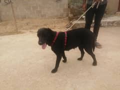 Black female Labrador