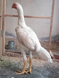 Japanese Shamo| Oh Shamoo|White Shamo|King Shamo