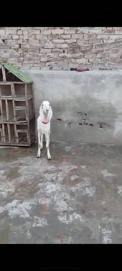 bakry Available for Sale