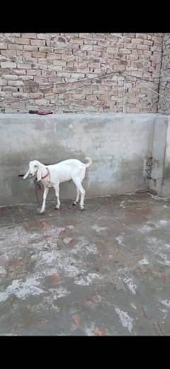 Rajanpuri