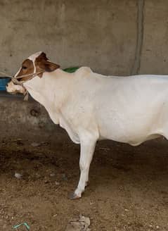 Gulabi