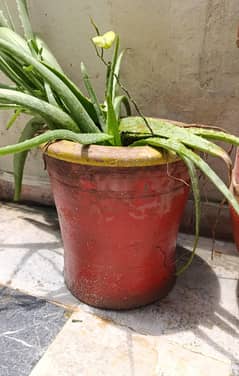 plant
