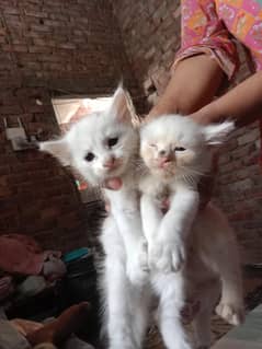 persion kitten
