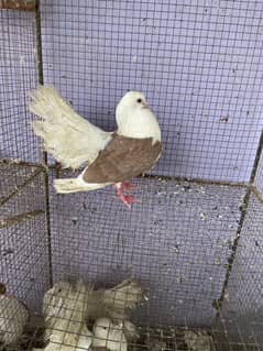 English fantail Laka pair for sale