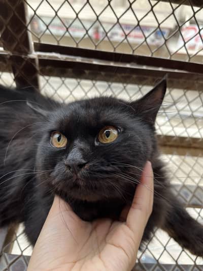 Male cat for matting