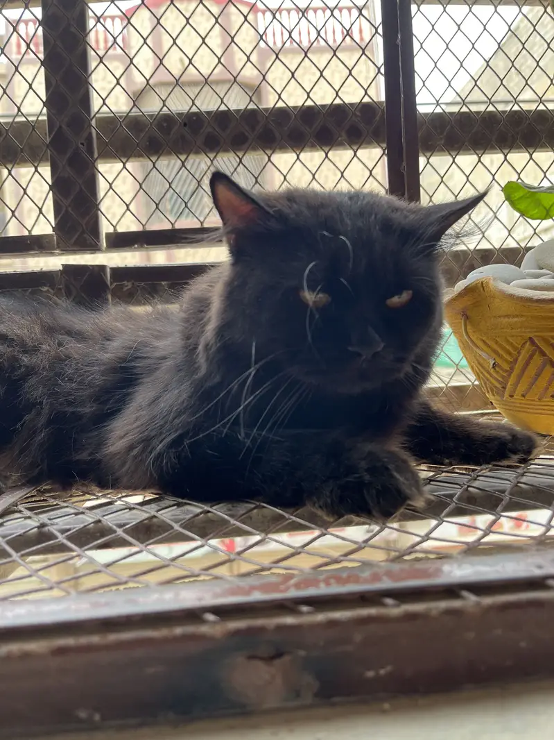 Male cat for matting — photo 2