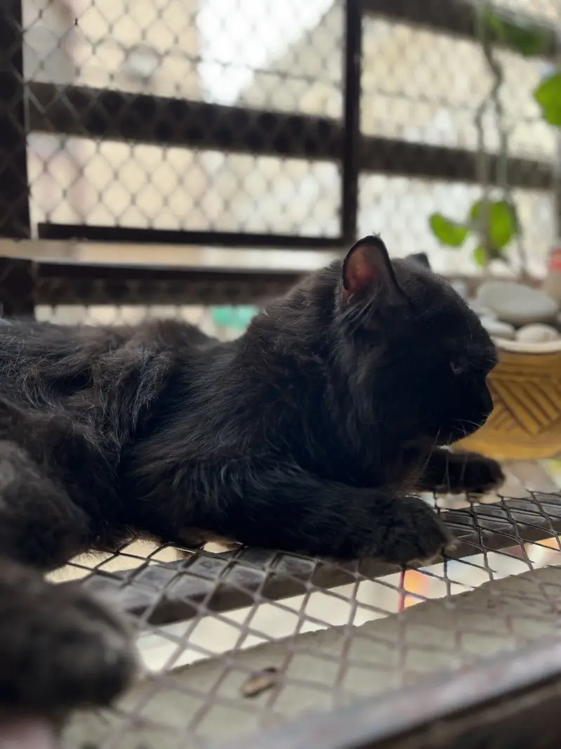 Male cat for matting — photo 3