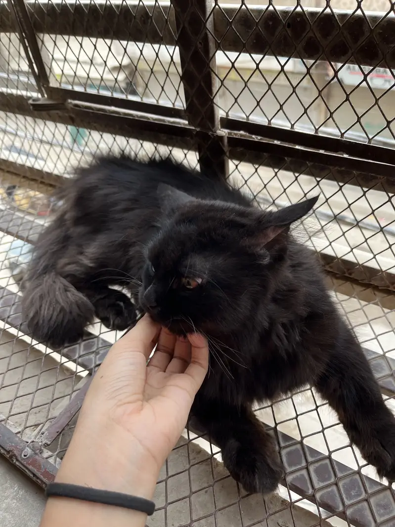 Male cat for matting — photo 4