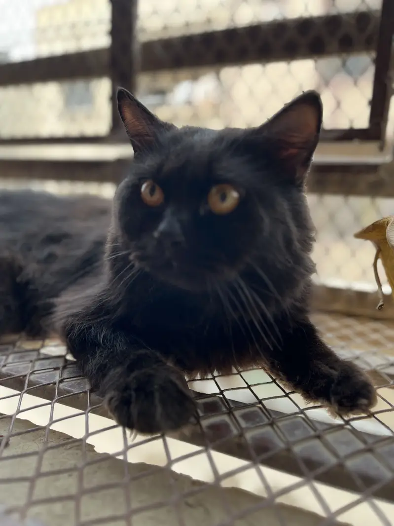 Male cat for matting — photo 5