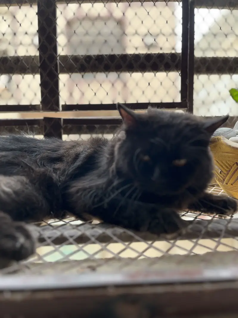 Male cat for matting — photo 6