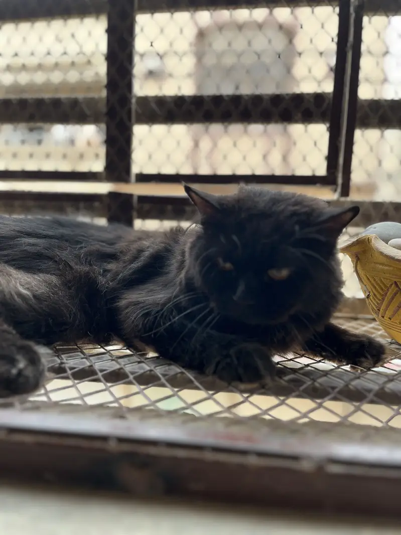 Male cat for matting — photo 7