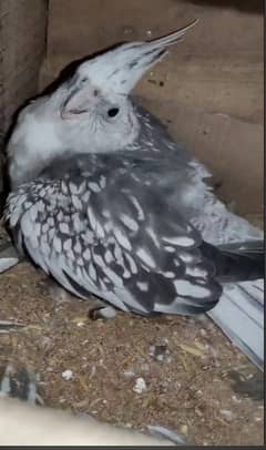 Cockatiel