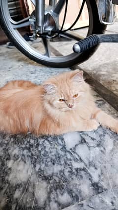 Persian kittens Pair || Long coat