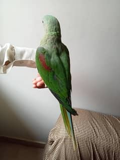 raw parrot