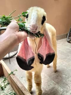 dumba sheep kajla mundra larkana ablack khara