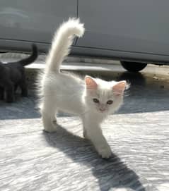 persian male cat for sale