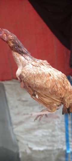 Kruk Aseel Murgi