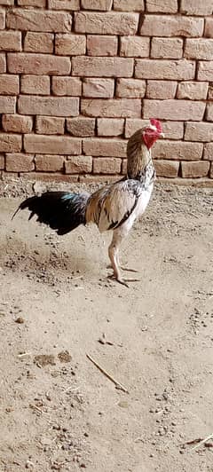 Aseel Murga For Sale