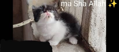 persian piki face /Triple coated / Pikki fluffy kitten/ punch face