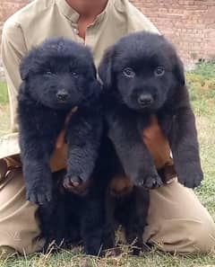 black German Shepherd puppies for sale