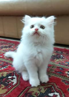 Cats: Fluffy Persian Kittens to add fun to your life