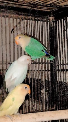 love birds