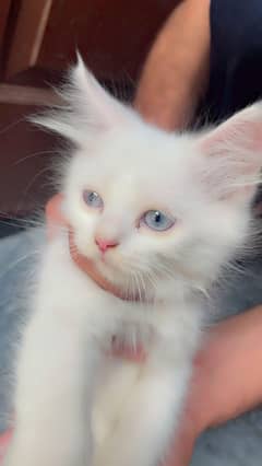 2 females cats for sale