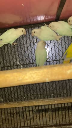 Albino