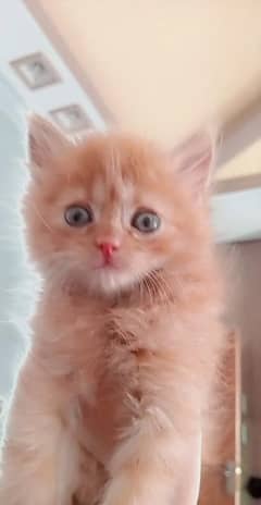 Fluffy