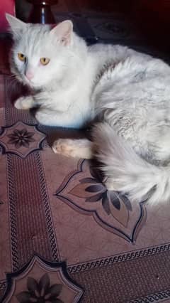 Persian male cat