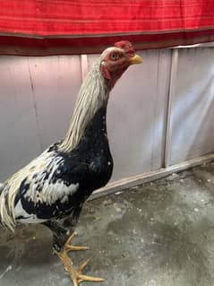 Asssel Java mughra  age 10 month