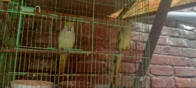 Pair of Healthy Ringneck Parrots for Sale – Urgent! Only Rs. 12,000