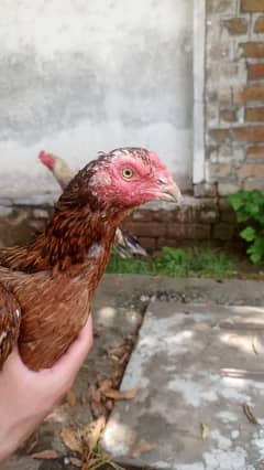 Aseel murgi for sale best quality