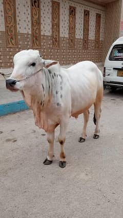 Bachra khira