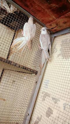 cocktail parrot pair for sale