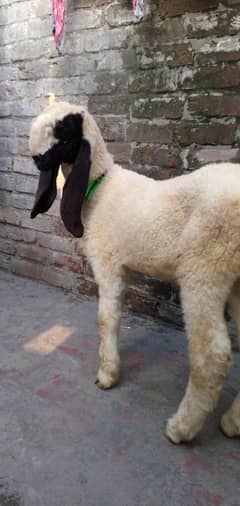 Bakra