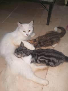2 cats Kay female babys