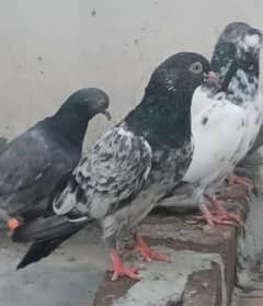 2 jory ik bacha 2500 per piece pigeon kabutar