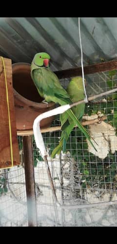 All types birds available
