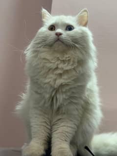 Cats