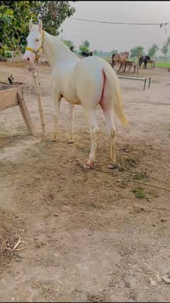 vachera Grandson of Rustam Age 15 months