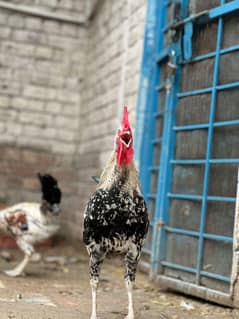 Desi Murgha | Desi Hens | Hens | Chicken | Desi | Patha