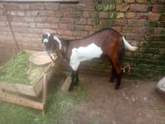 Bakri or Bakra.